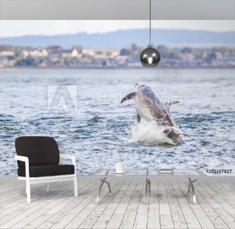 Picture of Happy playful wild dolphins breaching and jumping out of water while hunting for migrating atlantic salmon